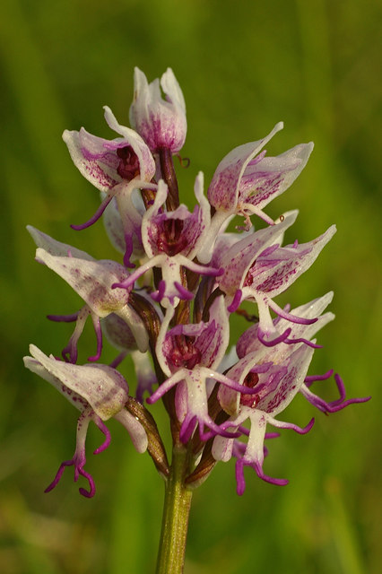 Orchis simia shop