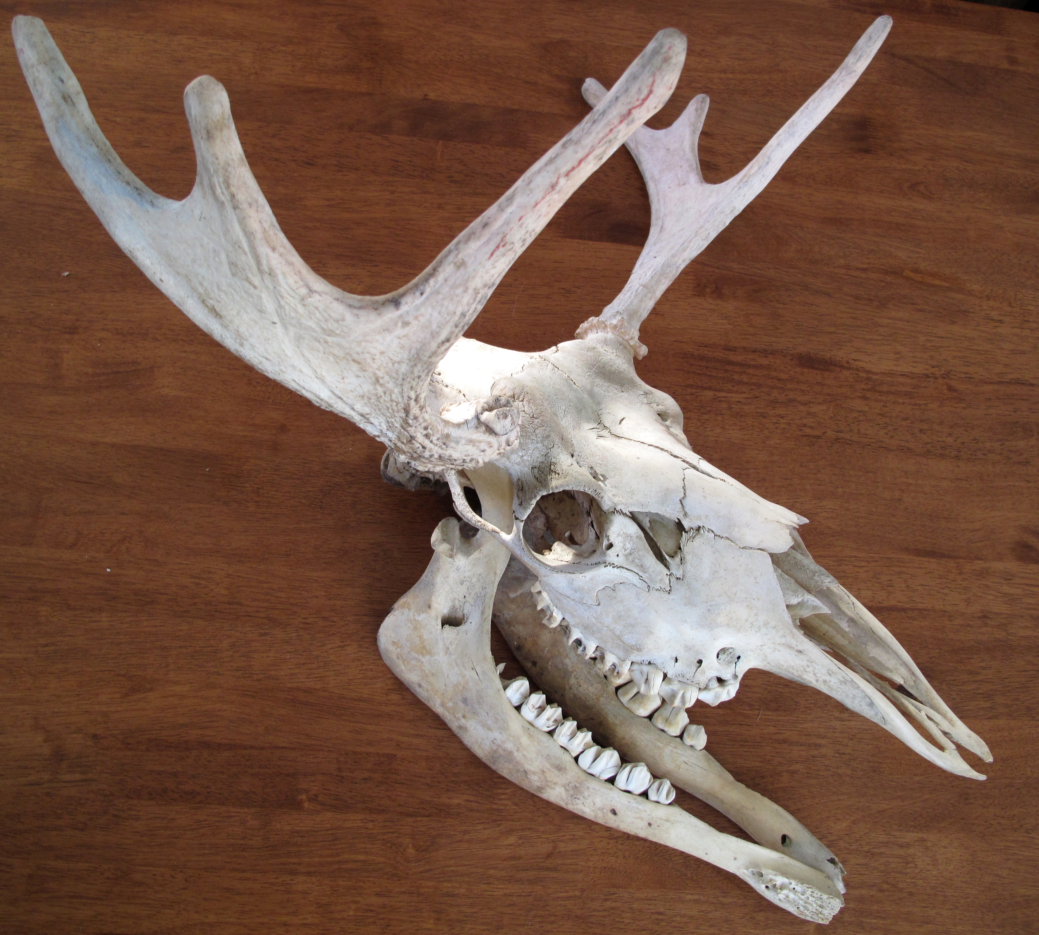 moose skull