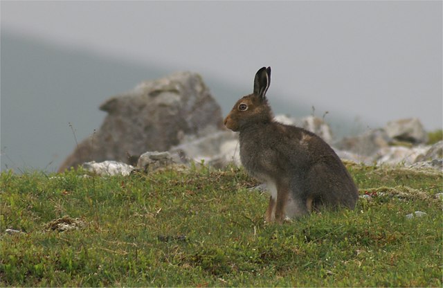 File:Mountain Hare (Lepus timidus) - geograph.org.uk - 559324.jpg