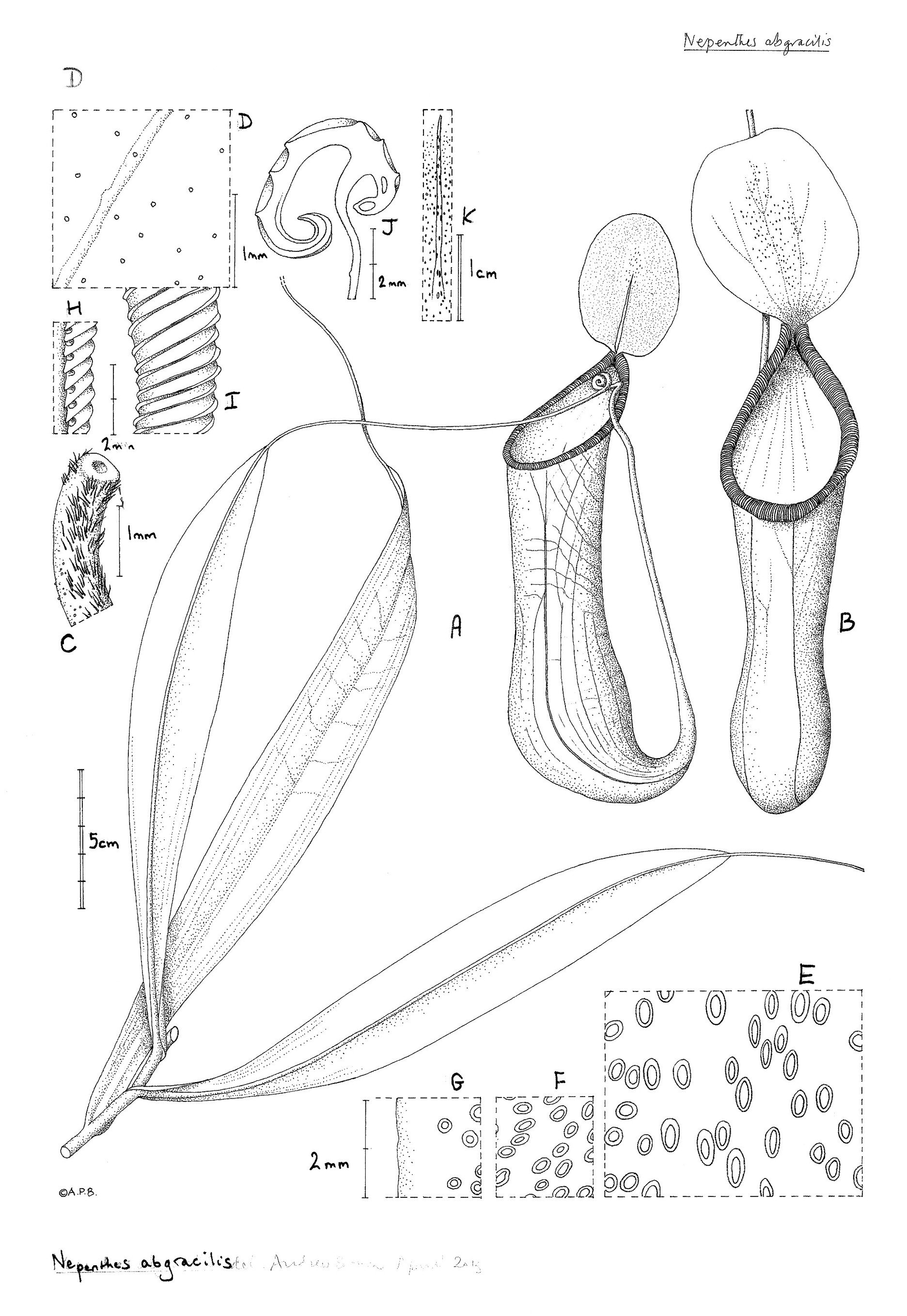 Download List of Nepenthes species - Wikiwand