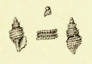<i>Nepotilla lamellosa</i> Species of gastropod