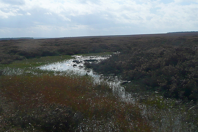 File:On Egton High Moor - geograph.org.uk - 2629634.jpg