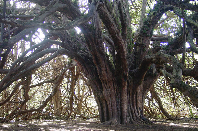 File:Ormiston Yew - geograph.org.uk - 72512.jpg