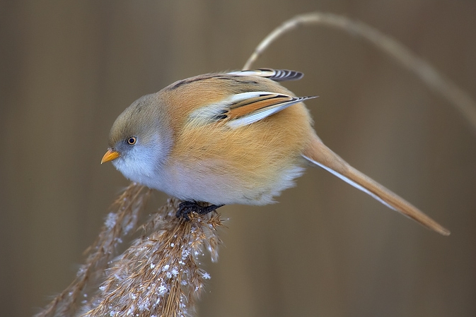 File:Panurus biarmicus 1 (Martin Mecnarowski).jpg