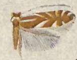 <i>Phyllonorycter rileyella</i> Species of moth