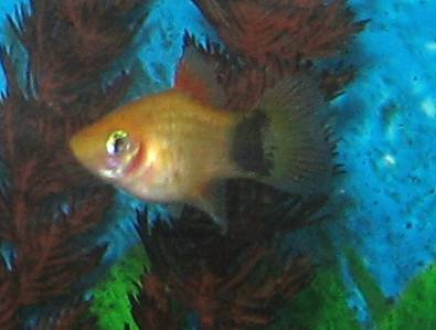 File:Platy002.jpg