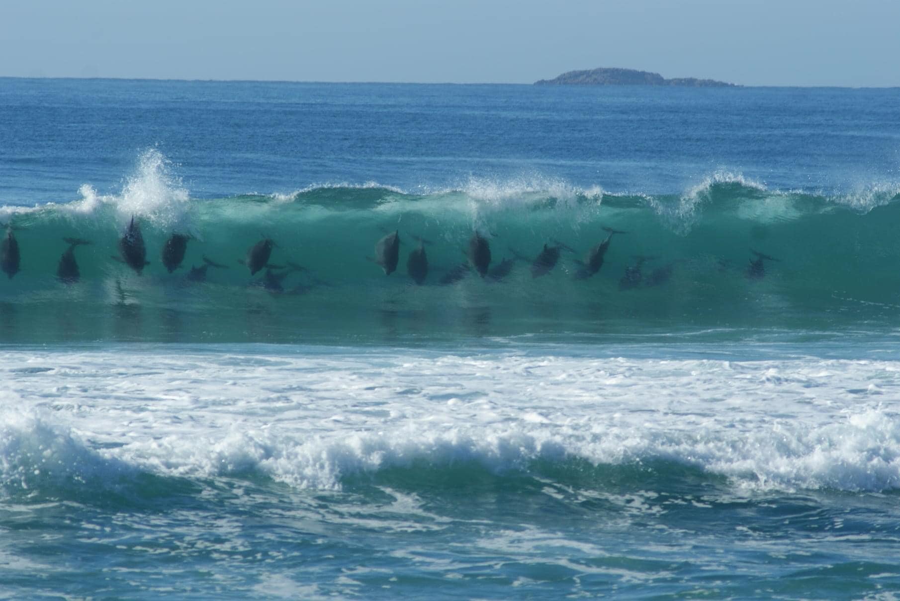 Можно на другое море. Dolphins in Suriname.