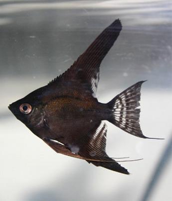 File:Pterophyllum scalare black juv.JPG