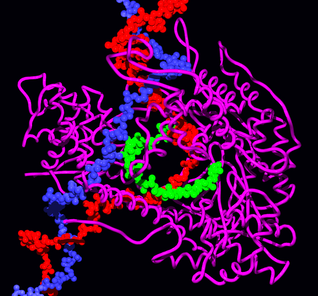 File:RNA pol.jpg