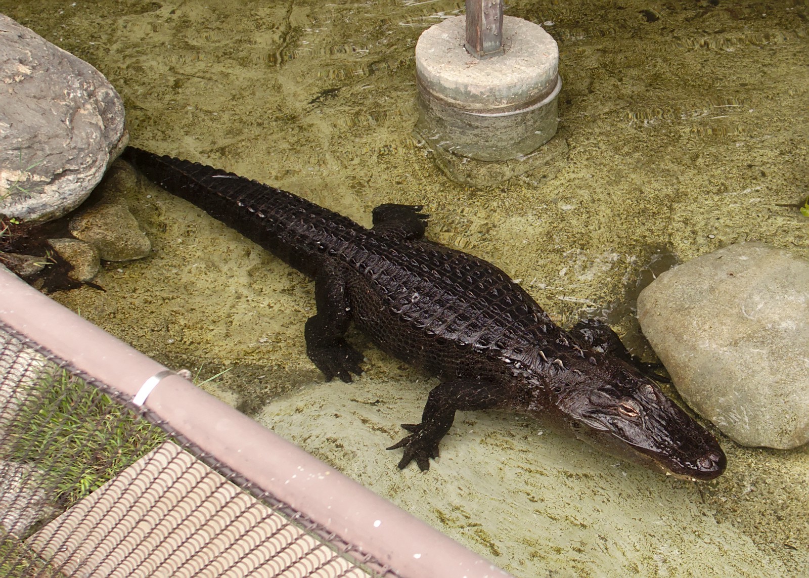 Chinese alligator - Wikipedia
