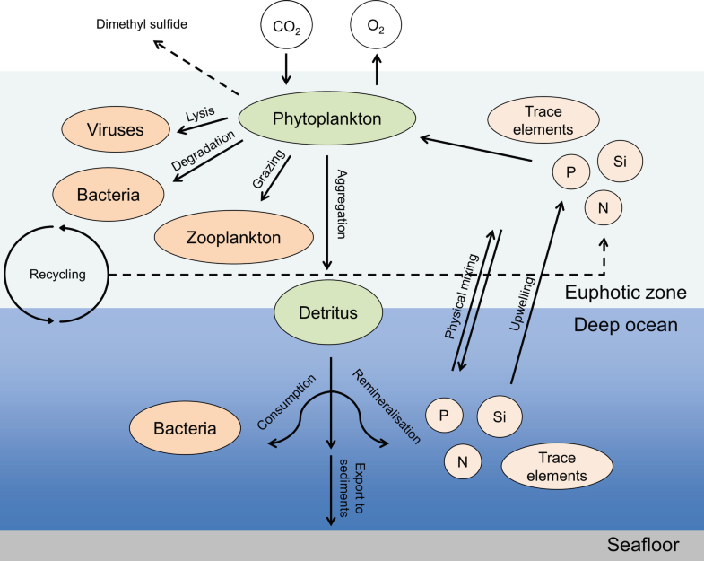 Role of phytoplankton on various compartments of the marine environment [52]