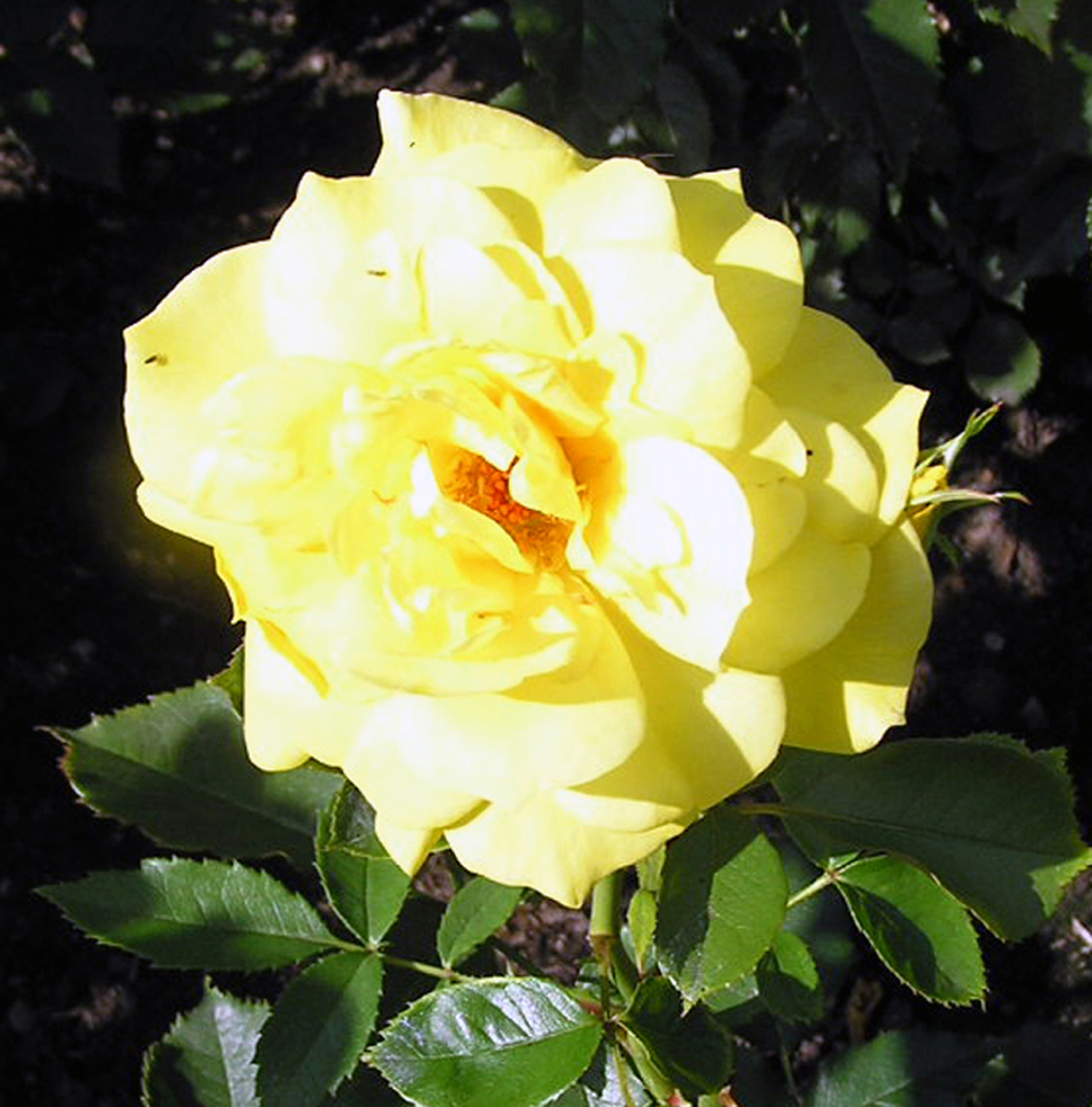 File:Rose Fresia.jpg - Wikimedia Commons