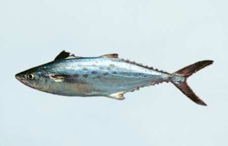 Atlantic Spanish mackerel - Wikipedia