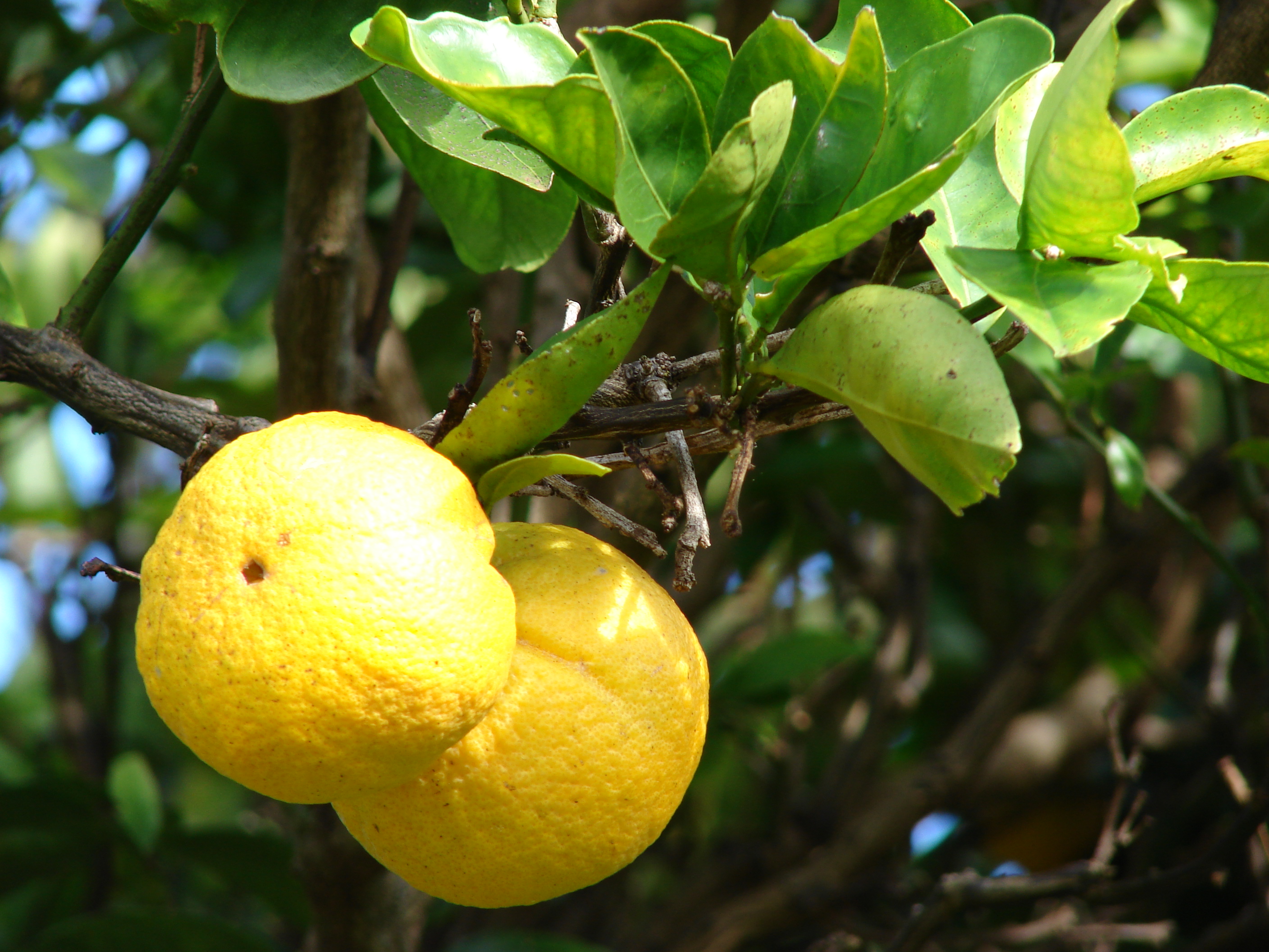 Лимон плод померанец