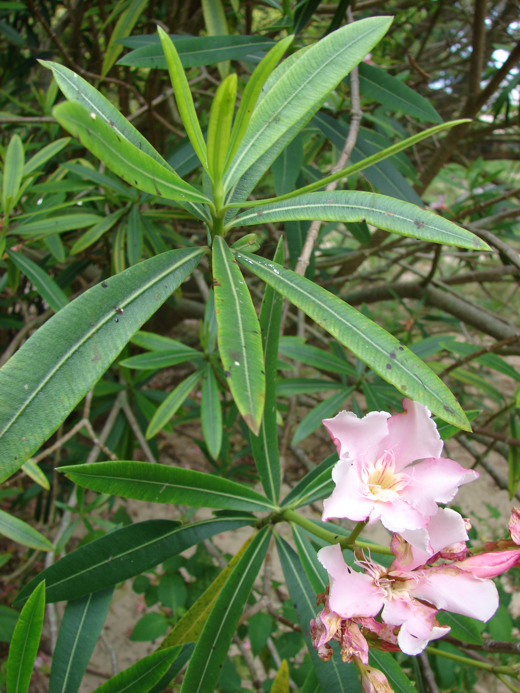 nerium oleander leaf