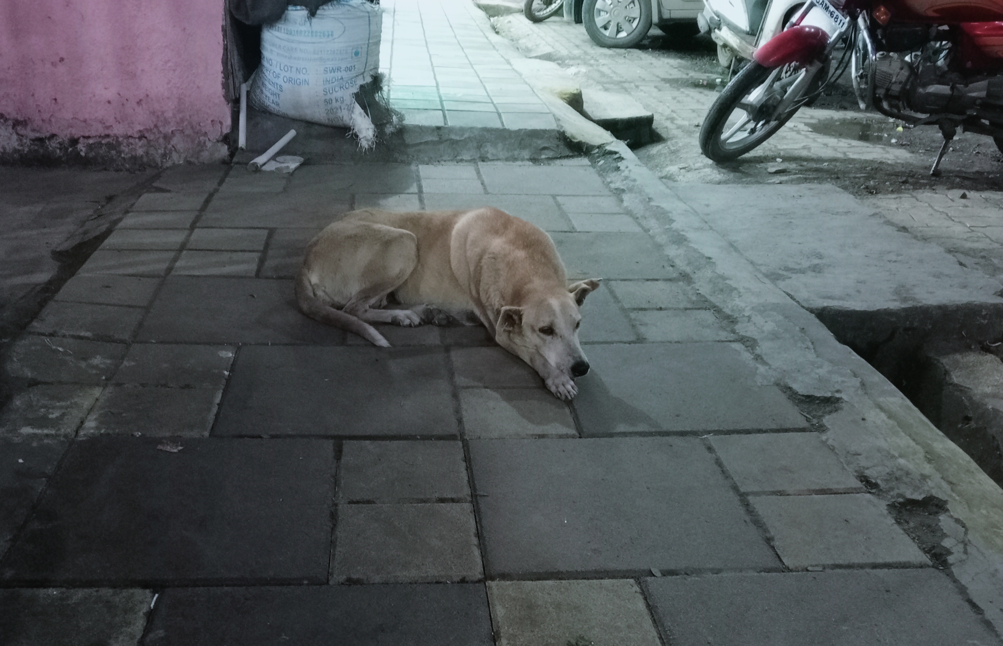 how do you handle a stray dog