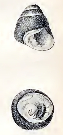 Drawing with two views of a shell of Tegula tridentata Tegula tridentata 002.jpg