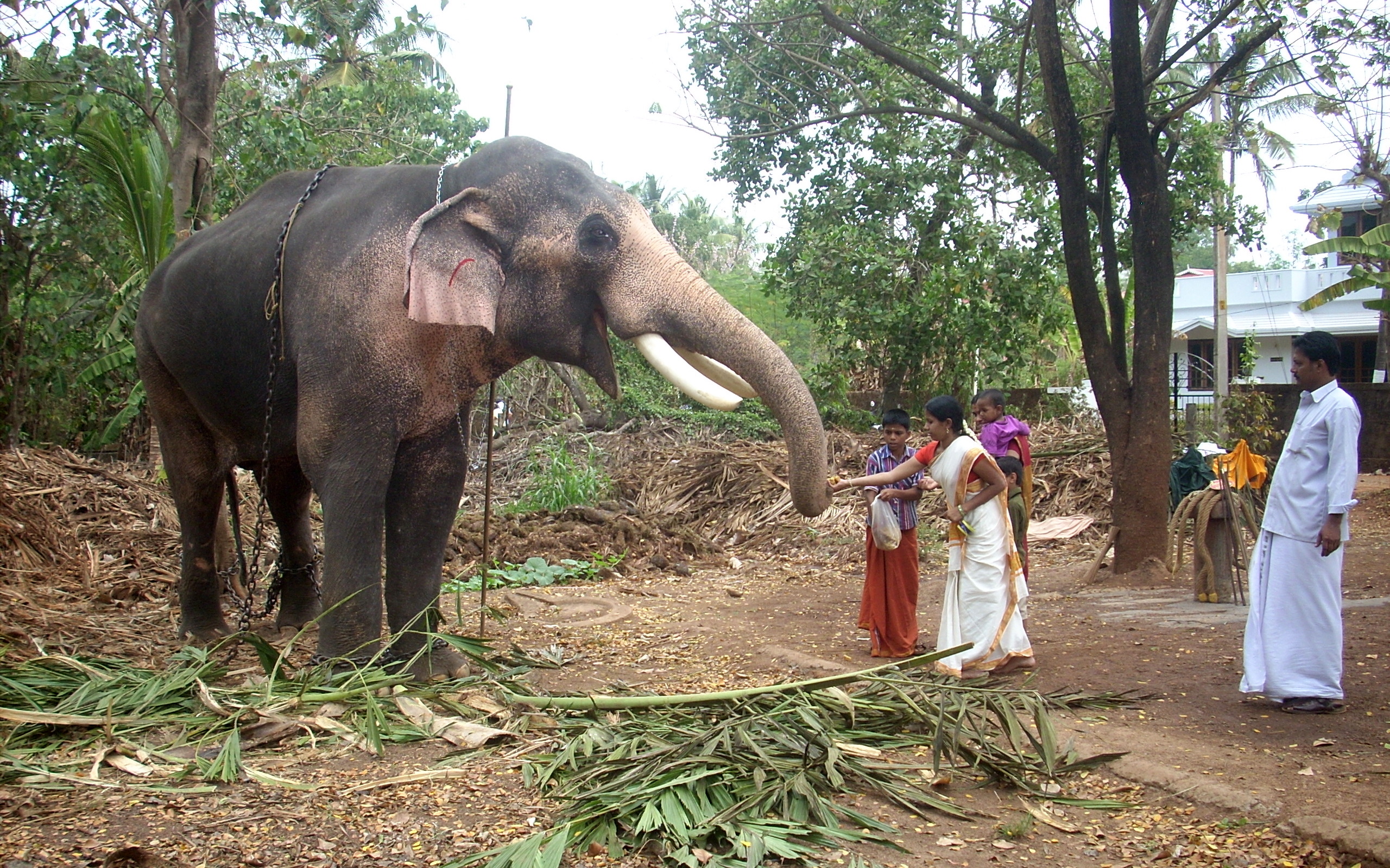 THE BIGGEST ELEPHANT IN THE WORLD 