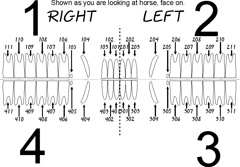 Dental Nomenclature Chart