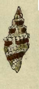 <i>Vexillum obtusispinosum</i> Species of gastropod