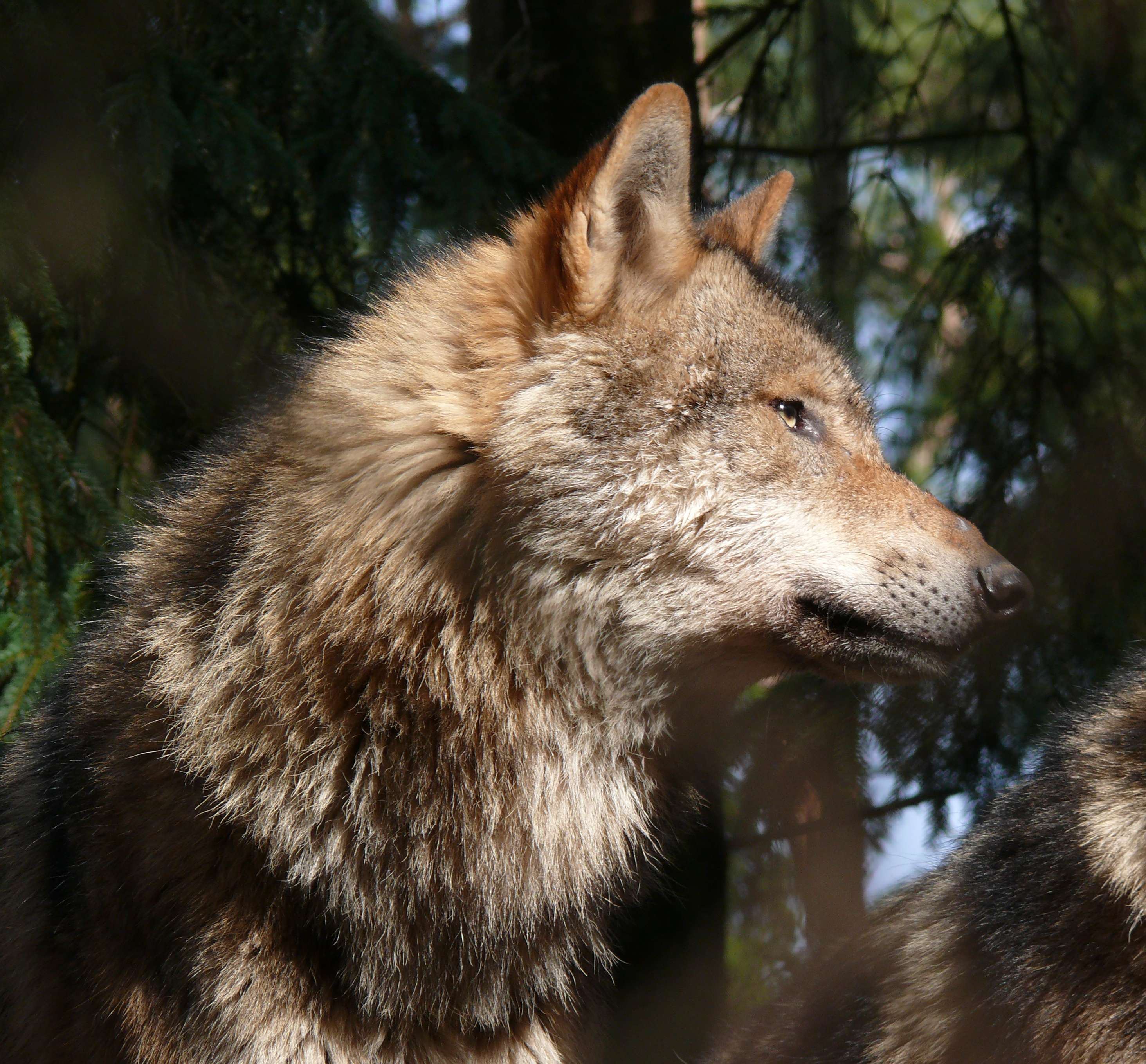 Важный волк. Domestic Wolf. O Lobo mau.