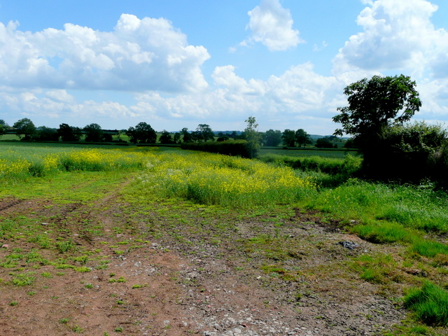 File:A patch of setaside^ - geograph.org.uk - 1356067.jpg