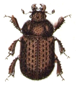 Aesalus scarabaeoides