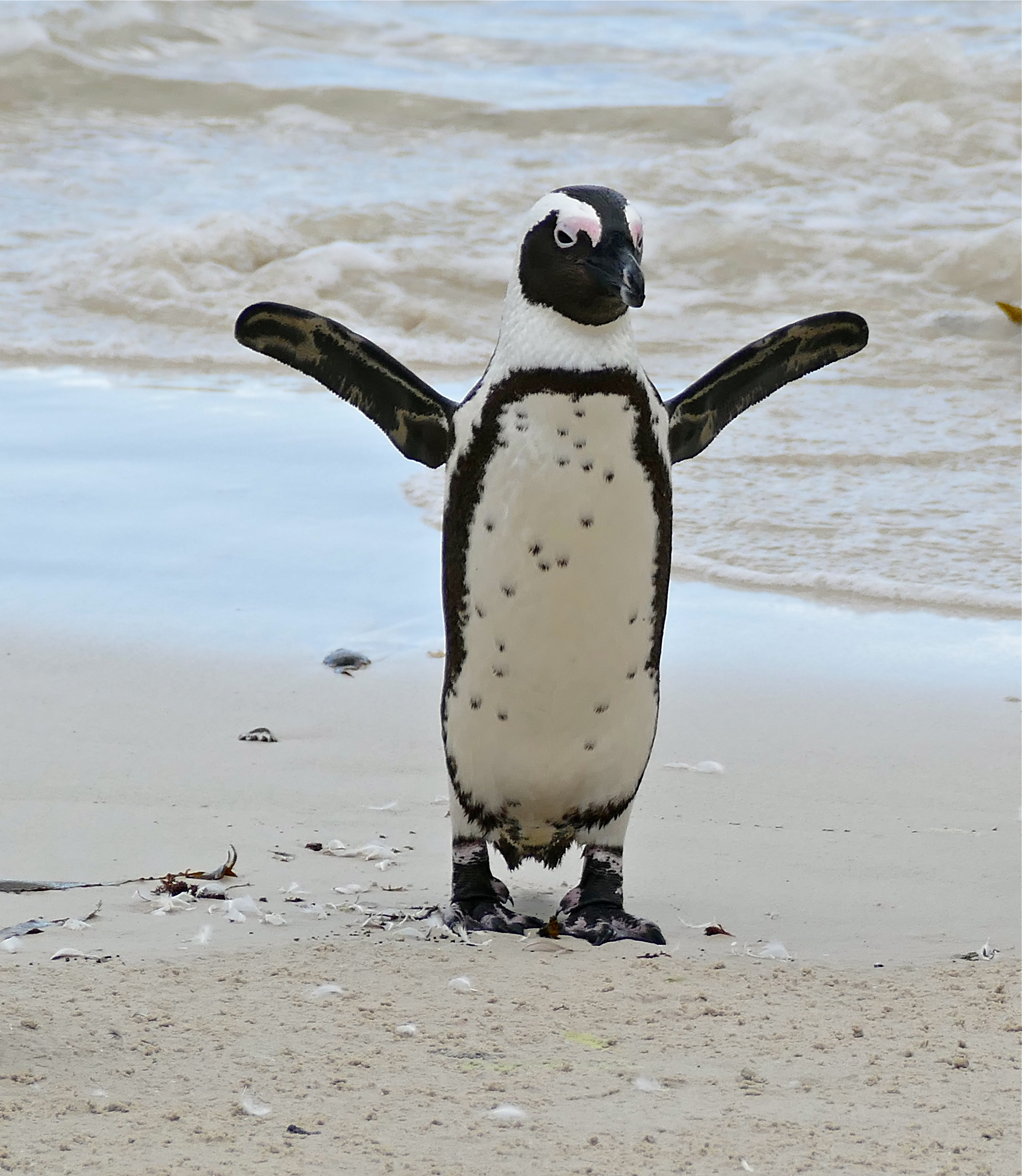 African Penguin (Spheniscus demersus) (32780193212).jpg