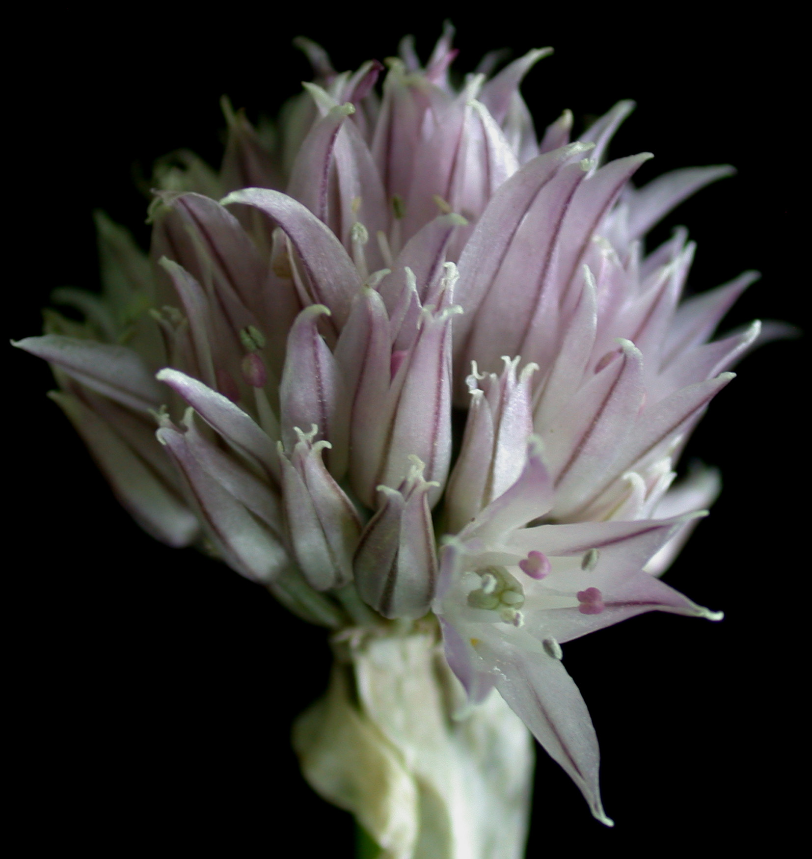 Allium wallichianum