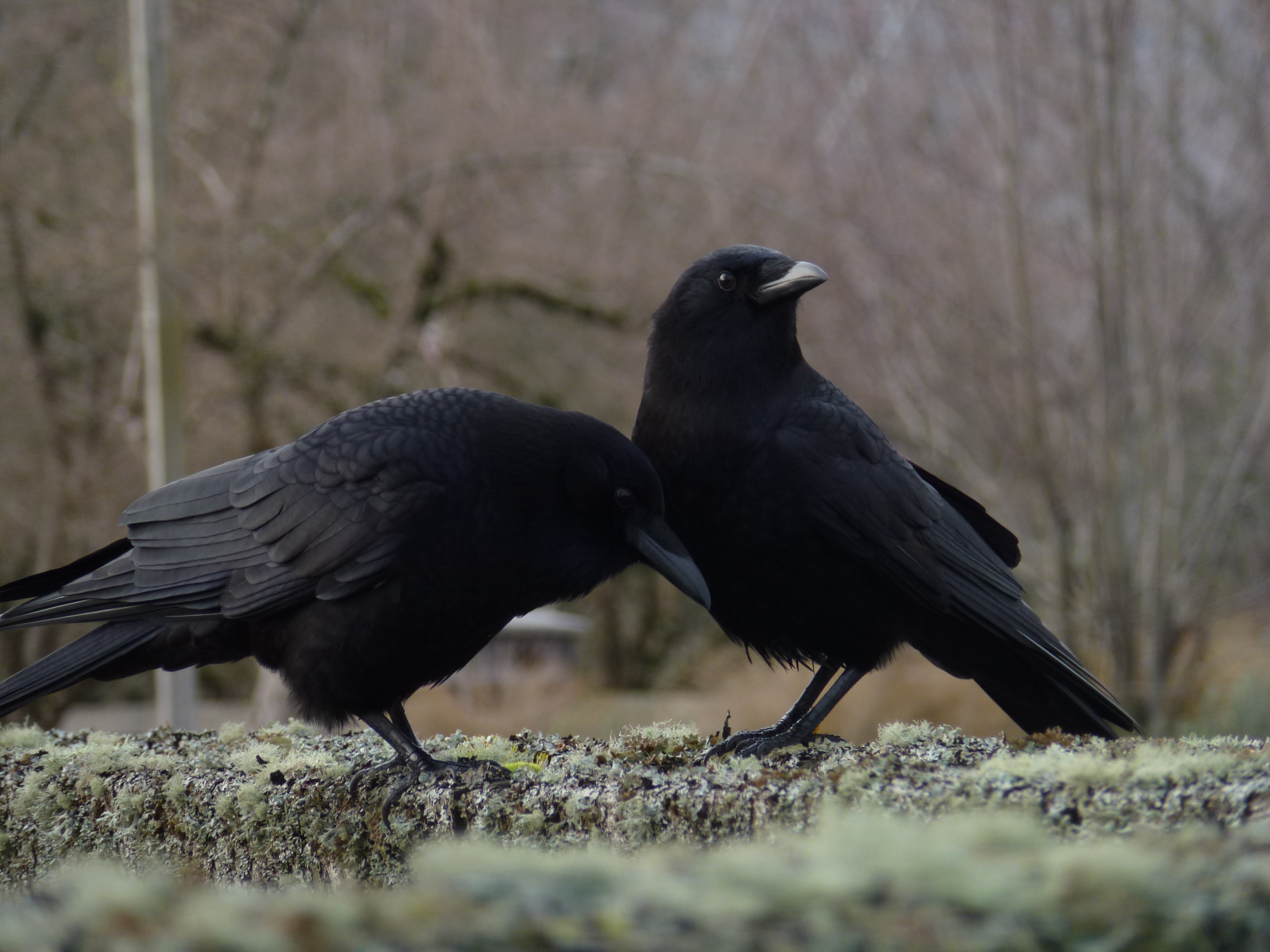 Crow after. Corvus caurinus. Ворон обыкновенный. Западный ворон. Американский ворон.