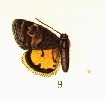 <i>Annaphila depicta</i> Species of moth