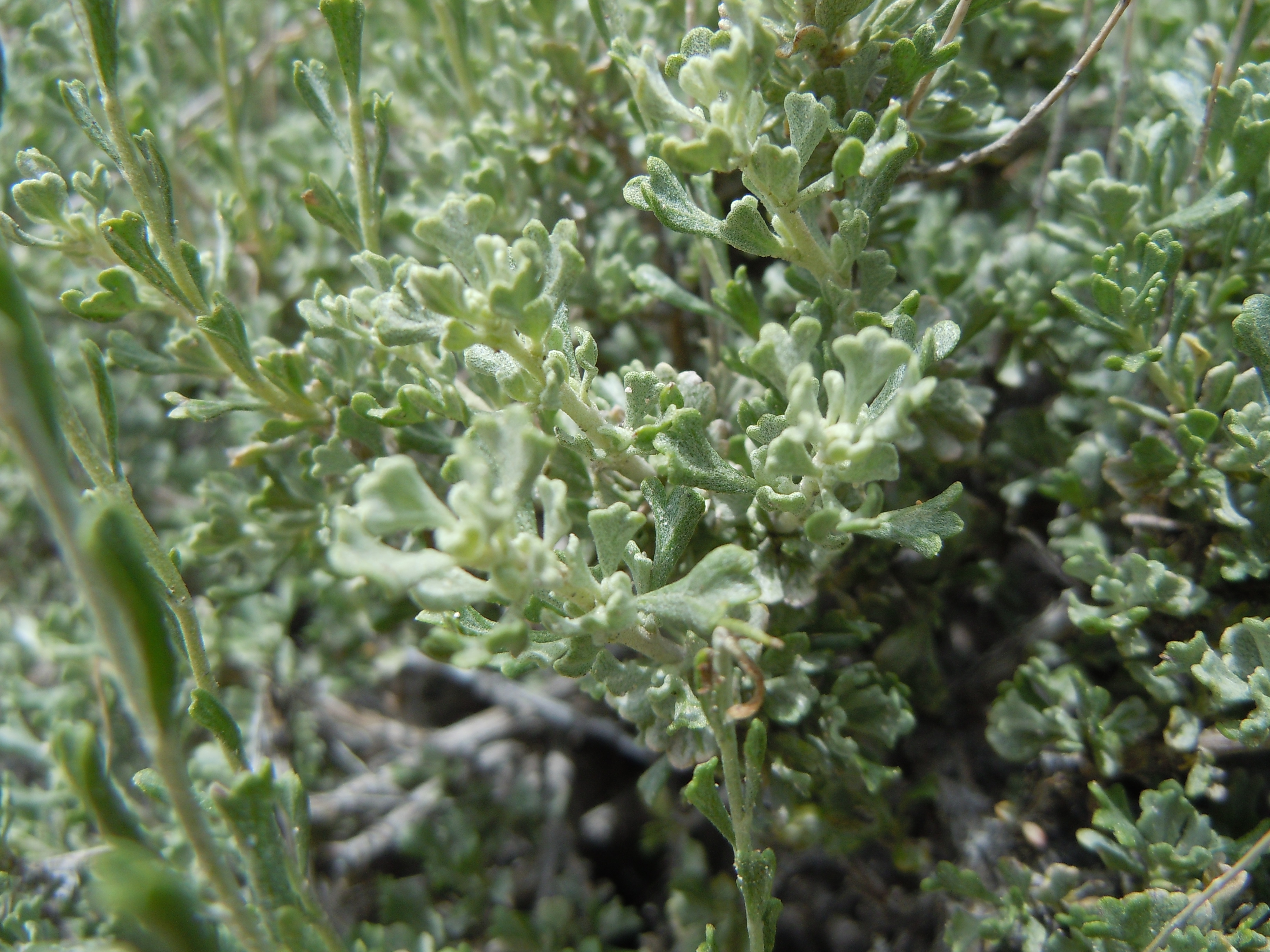 Bring Green Artemisia