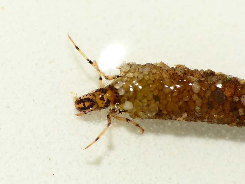 File:Athripsodes aterrimus (Leptoceridae) - (larva), Renkum, the Netherlands.jpg