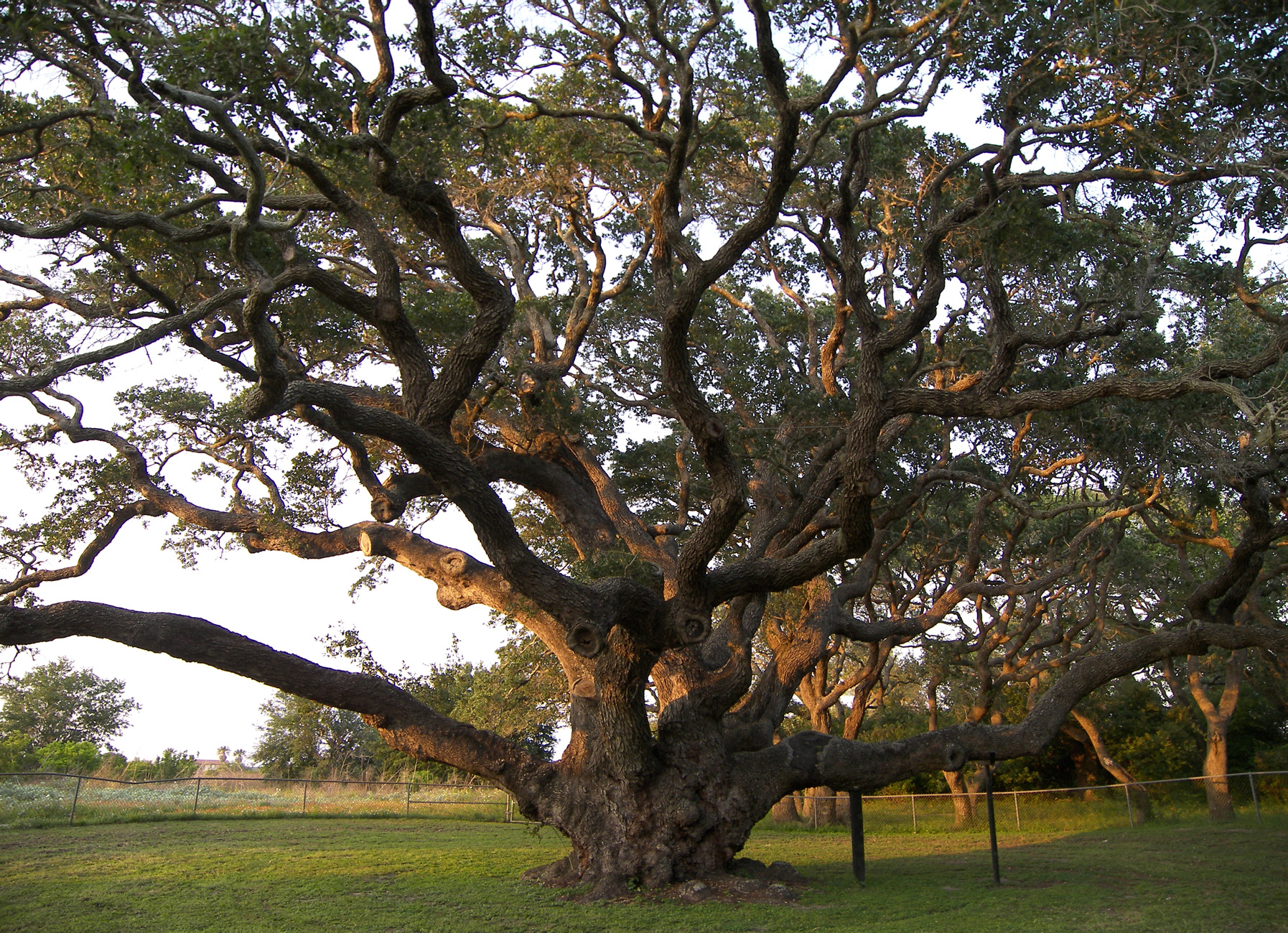 big old oak tree