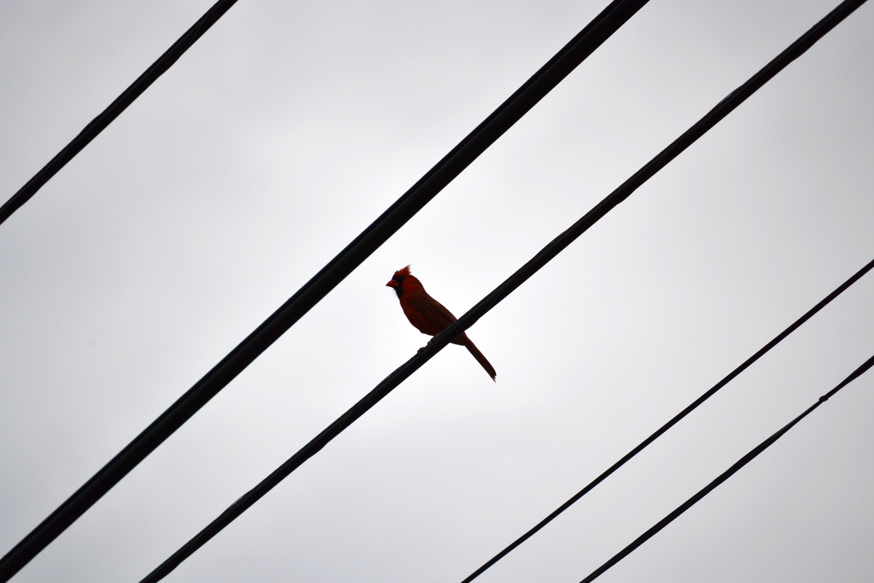 Two birds on a wire speed