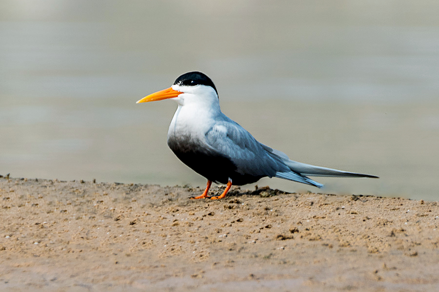 Black Bellied Tern (cropped).jpg