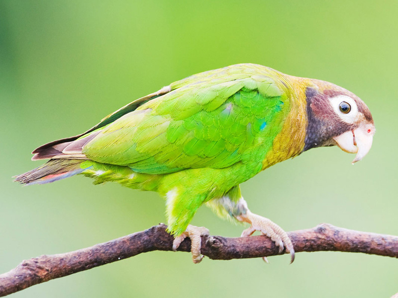 File:Brown-hooded Parrot 2 Eduardo Rivero.jpg