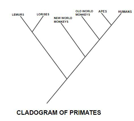 File:CLADOGRAM.jpg