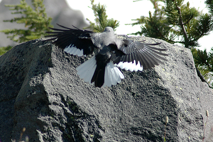 File:Clark's Nutcracker with wings out, landing on a rock.JPG