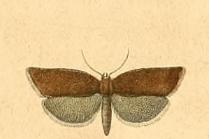 <i>Clepsis unicolorana</i> species of insect