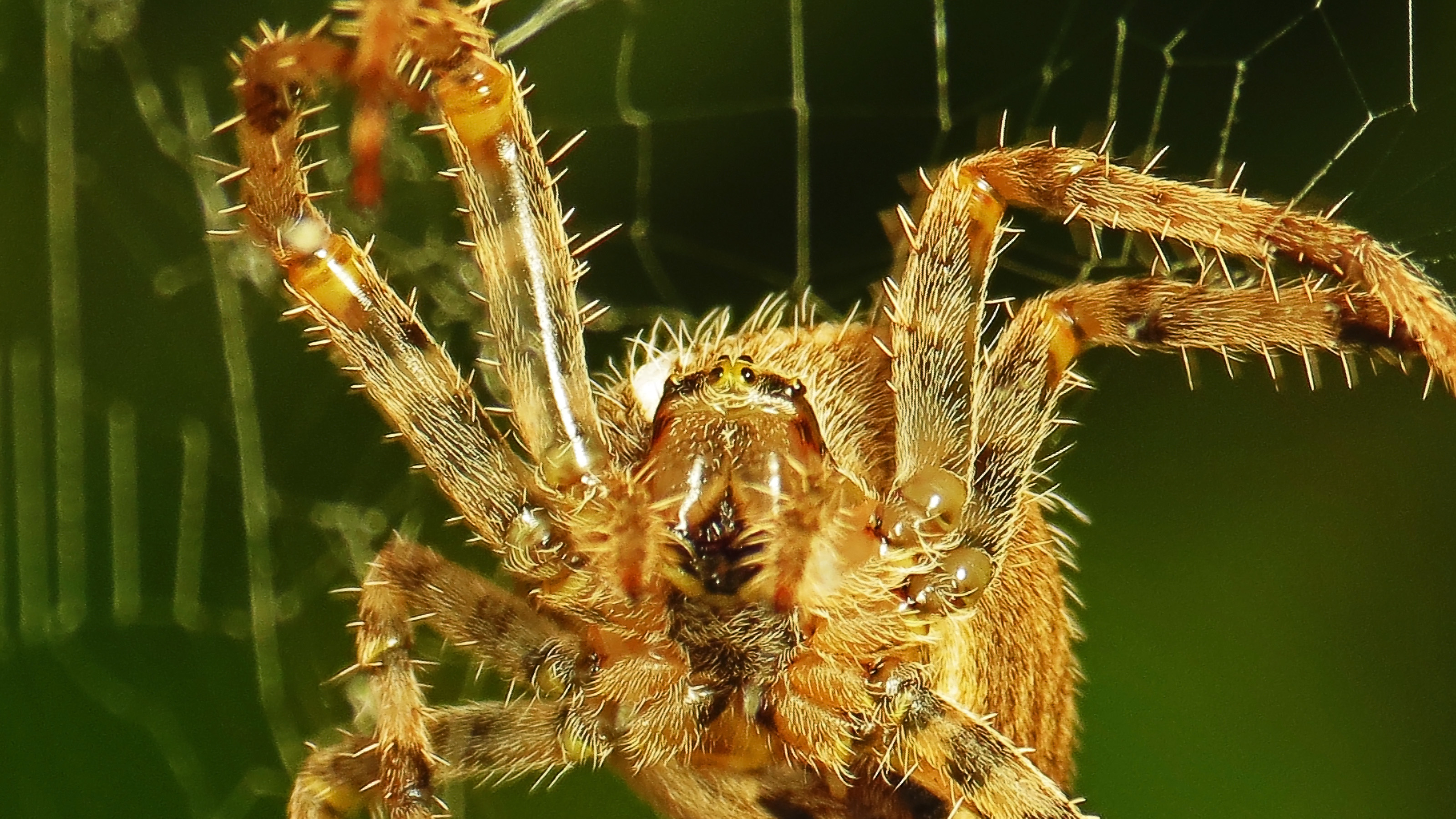 Araña amarilla españa