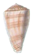 <i>Conus ambiguus</i> Species of sea snail