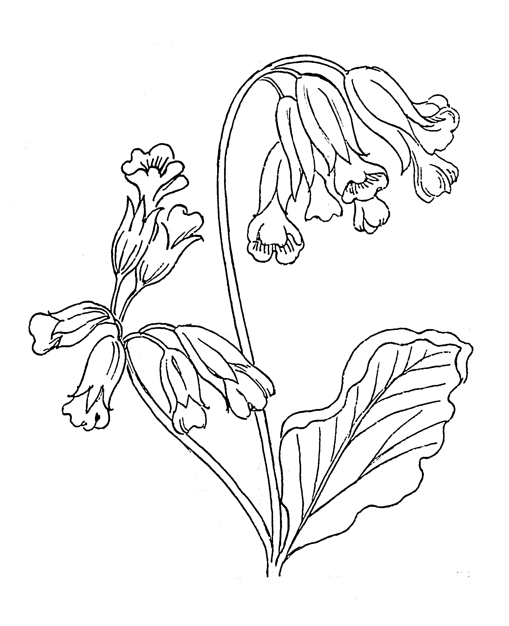 Первоцветы распечатать. Медуница первоцвет весенний. Медуница цветок первоцвет. Первоцвет весенний (Primula veris l.). Медуница и примула.