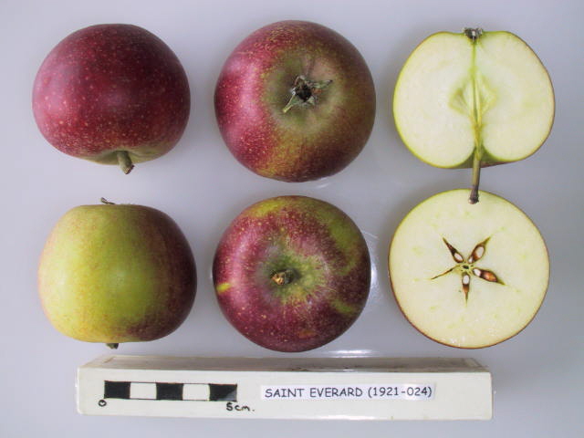 File:Cross section of Saint Everard, National Fruit Collection (acc. 1921-024).jpg