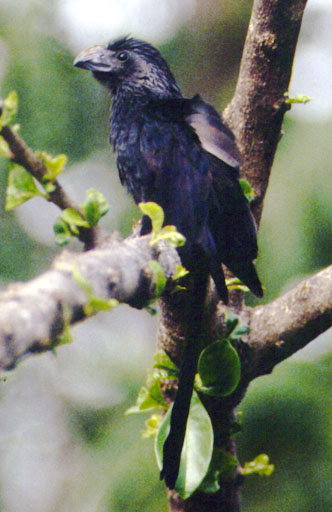 File:Crotophaga sulcirostrisPCSL15705B1.jpg