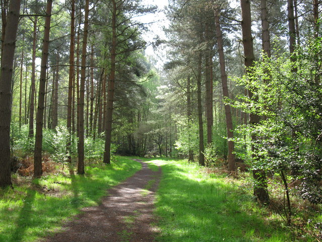 Dappled Sunlight, Swinley Park - geograph.org.uk - 1277798