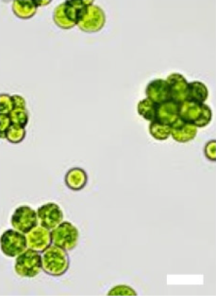 <i>Deasonia</i> Genus of algae