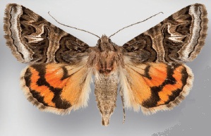 <i>Drasteria</i> Genus of moths