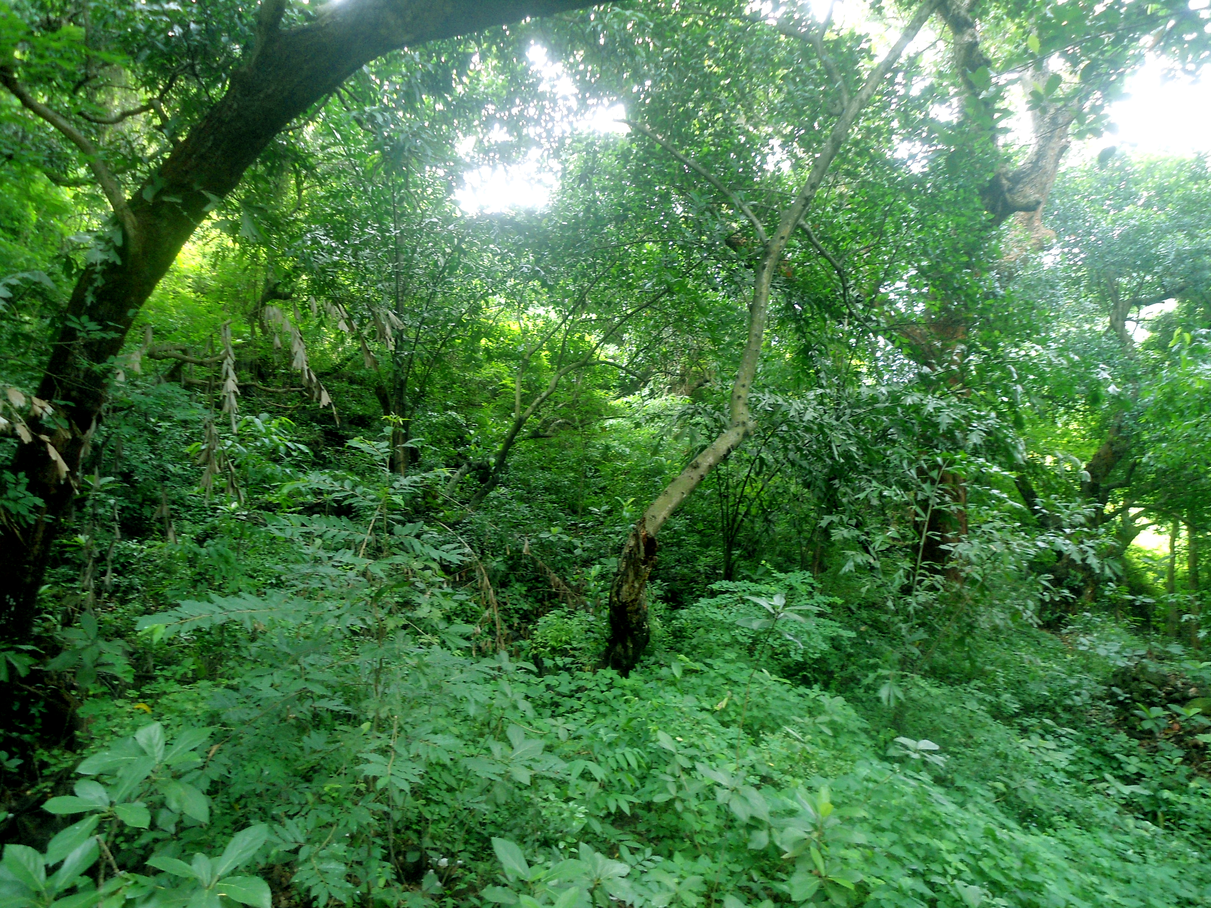 Субтропические широколиственные леса