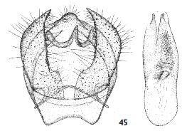 <i>Ectoedemia hendrikseni</i> Species of moth